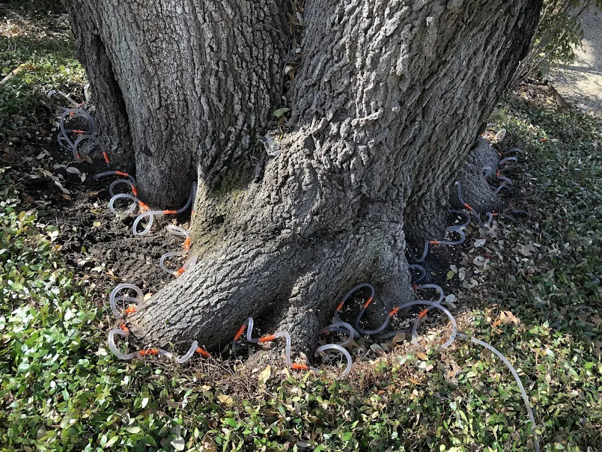 Detailed Tree Cabling and Bracing job site in Colbert