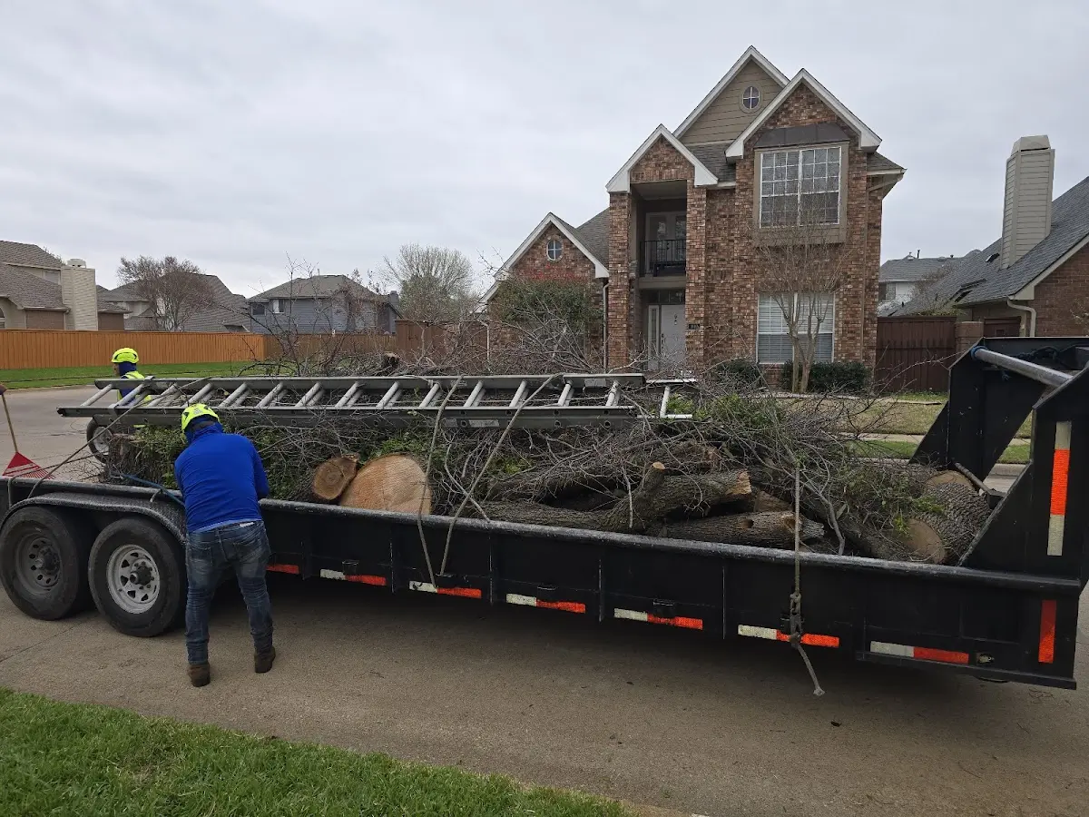 Expert Tree Pest Control with proper safety equipment in Colbert